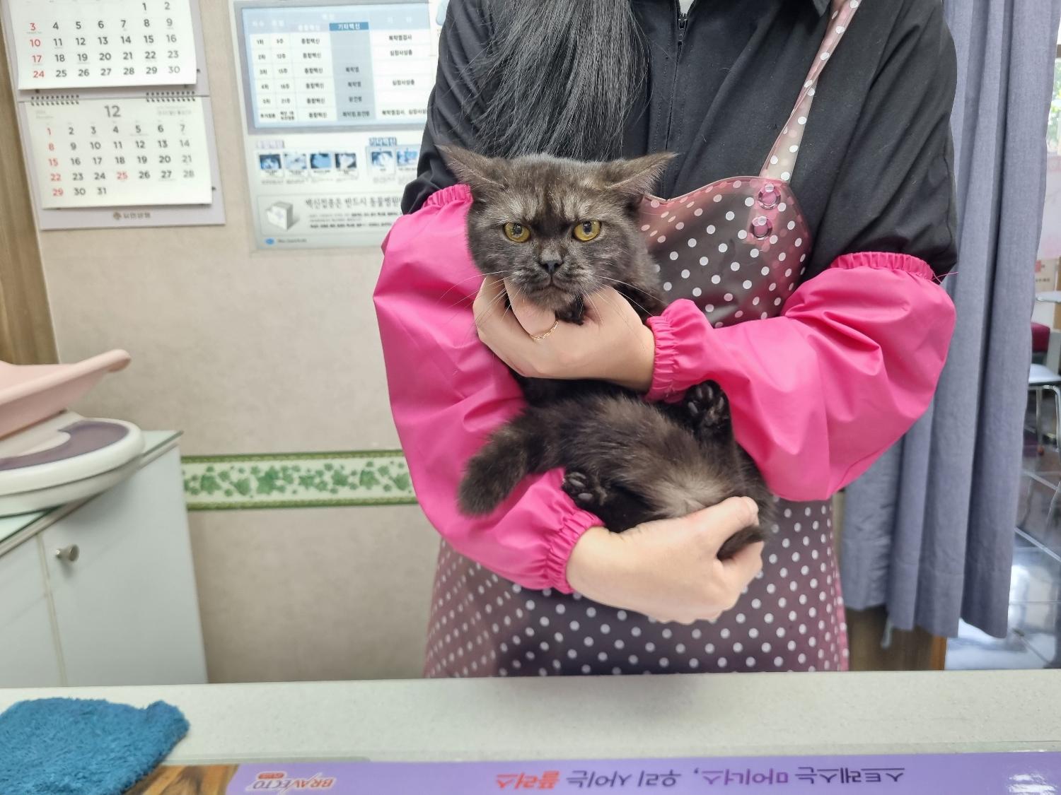 브리티시 쇼트헤어 이미지 파일 입니다.